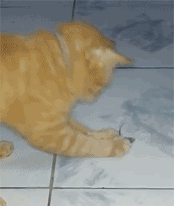 GIF animado (8041) Gato raton
