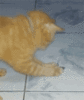 GIF animado (8041) Gato raton