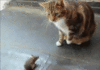 GIF animado (8044) Gato raton