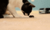 GIF animado (8051) Gato ratoncito