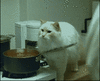 GIF animado (1525) Gato salsa