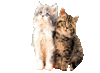GIF animado (2138) Gatos de amor