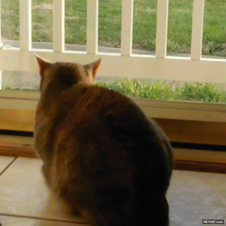 GIF animado (116677) Gatos haciendo una competicion de a ver quien aguanta mas la mirada