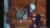 GIF animado (116405) Gatos jugando con las ilusiones de otros gatos