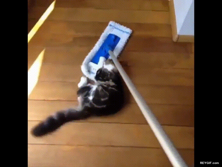 GIF animado (116498) Gatos que colaboran en las tareas del hogar