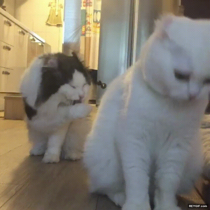 GIF animado (116785) Gatos que han pasado tanto tiempo juntos que estan completamente sincronizados