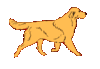 GIF animado (10851) Golden retriever