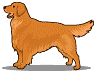 GIF animado (10852) Golden retriever