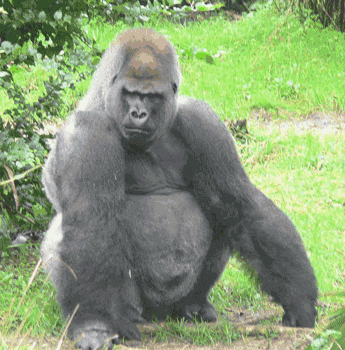 GIF animado (9241) Gorila