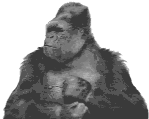 GIF animado (9246) Gorila