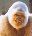 GIF animado (9253) Gorila blanco