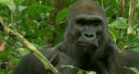 GIF animado (9255) Gorila comiendo