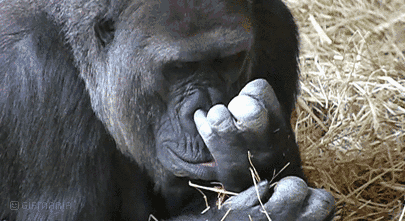 GIF animado (9258) Gorila comiendose mocos