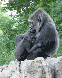GIF animado (9259) Gorila con su cria