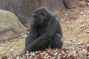 GIF animado (9261) Gorila divertido