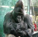 GIF animado (9270) Gorila rapero