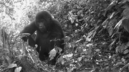 GIF animado (9274) Gorilas