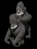 GIF animado (9275) Gorilas negro