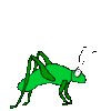 GIF animado (8294) Grillo