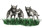 GIF animado (10894) Grupo de lobos
