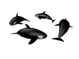 GIF animado (6217) Grupo de orcas