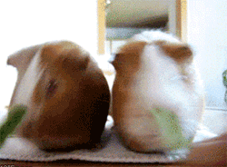 GIF animado (9308) Hamsters comiendo