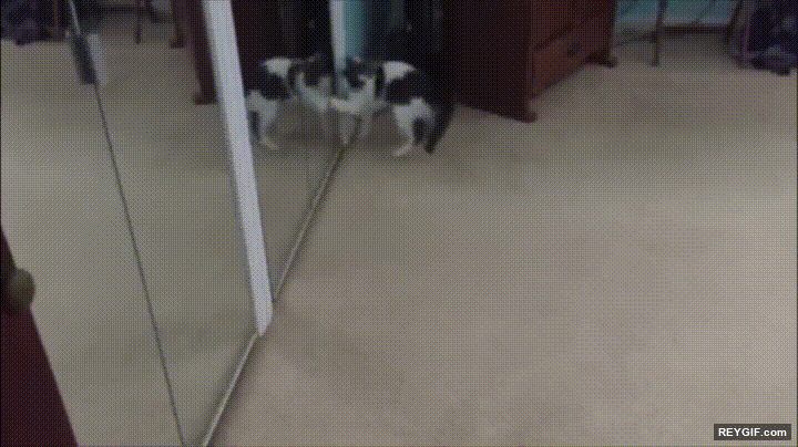 GIF animado (116682) He vuelto antes a casa y he pillado a mi gato haciendo esto