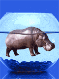 GIF animado (9316) Hipopotamo