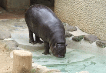 GIF animado (9320) Hipopotamo