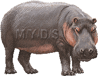 GIF animado (9323) Hipopotamo