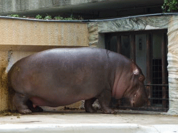 GIF animado (9327) Hipopotamo