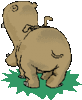 GIF animado (9329) Hipopotamo