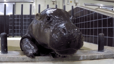 GIF animado (9331) Hipopotamo