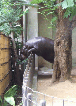 GIF animado (9346) Hipopotamo comiendo