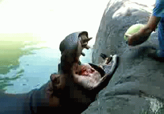 GIF animado (9347) Hipopotamo comiendo sandia