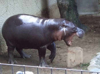 Imagen GIF de Hipopotamo pigmeo animado