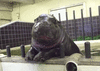 GIF animado (9375) Hipopotamo pigmeo