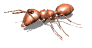 GIF animado (8305) Hormiga