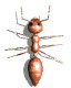 GIF animado (8307) Hormiga