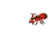 GIF animado (8312) Hormiga
