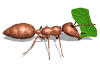 GIF animado (8317) Hormiga cortadora de hojas