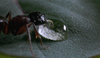 GIF animado (8320) Hormiga gota agua
