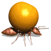 GIF animado (8330) Hormiga llevando una naranja