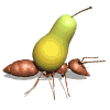 GIF animado (8331) Hormiga llevando una pera