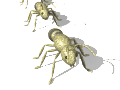 GIF animado (8344) Hormigas en fila