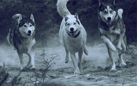 GIF animado (10869) Huskies