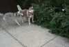 GIF animado (10870) Huskies siberianos