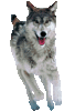 GIF animado (10872) Husky