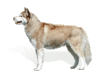 GIF animado (10876) Husky