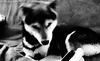 GIF animado (10877) Husky
